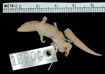 Media type: image;   Herpetology R-12304